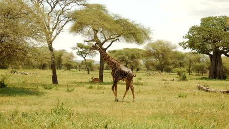 hermosa jirafa camina por el parque nacional del serengeti