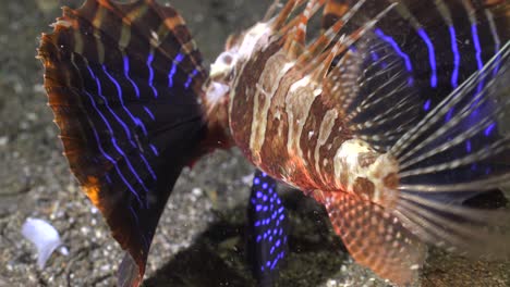 blackfoot lionfish  shows colored fins close up shot