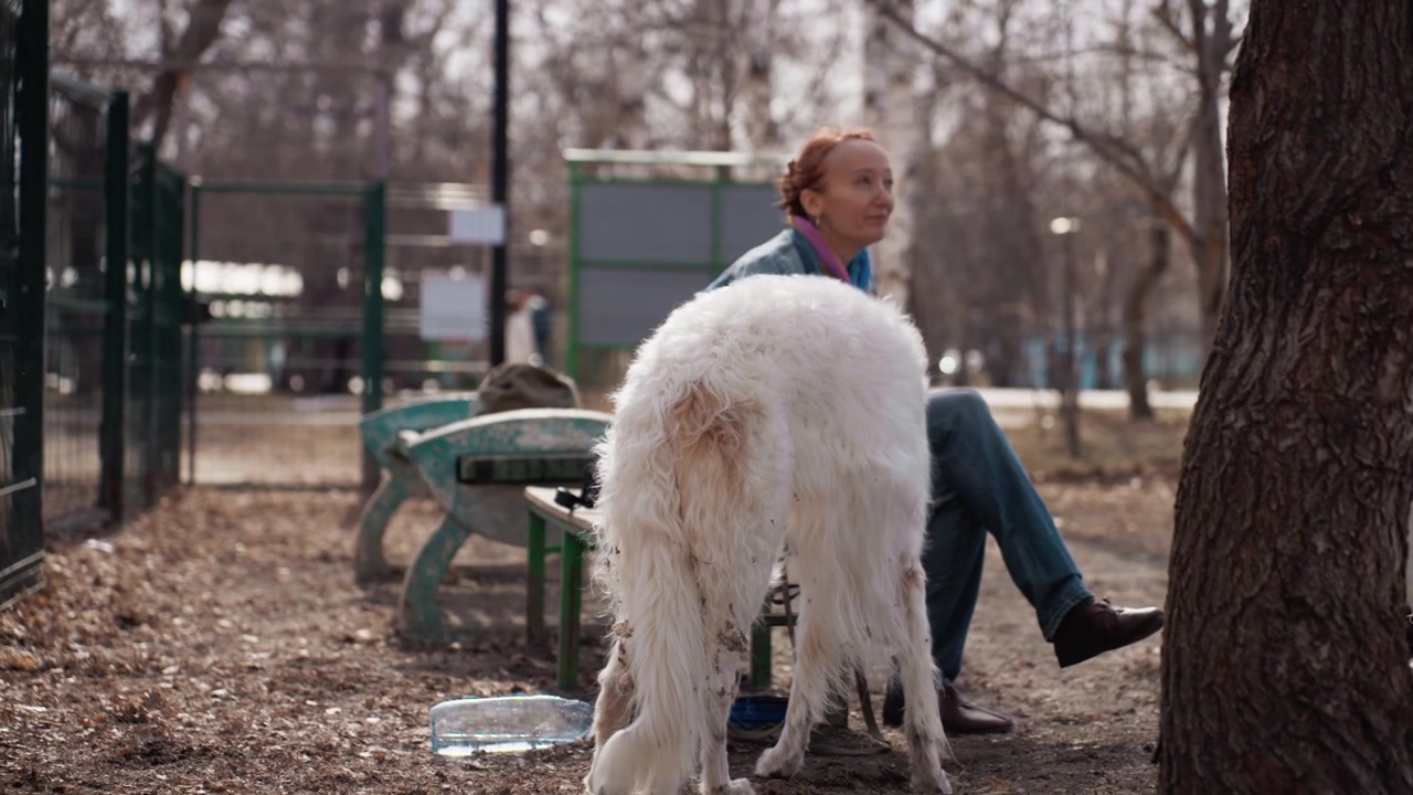 Cani bianchi e marroni si muovono in un'area esterna recintata con un'altra persona nelle vicinanze. La scena include panchine, alberi, un terreno coperto di foglie o terra, una ciotola d'acqua, una recinzione metallica verde e edifici sullo sfondo.