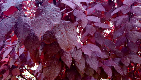 árbol-De-Hojas-Rojas-De-Cerca-Con-Gotas-De-Lluvia,-Temporada-De-Otoño