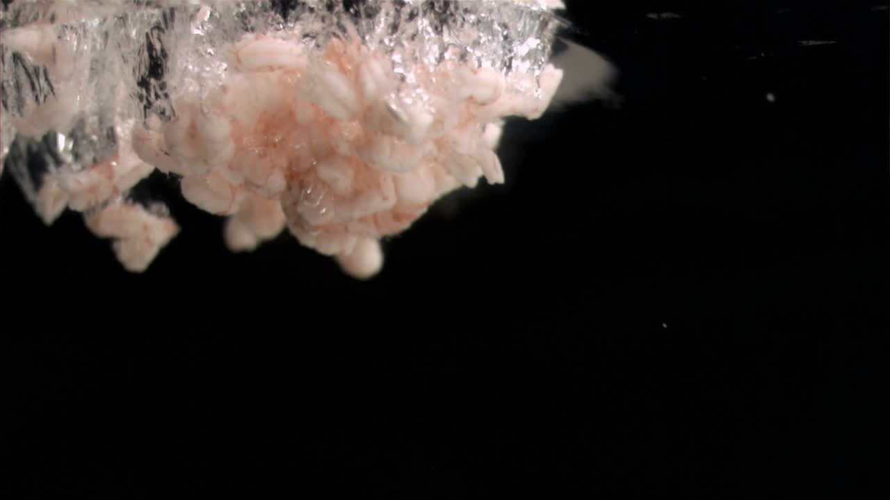 수중으로 초 느린 동작으로 다이빙하는 새우