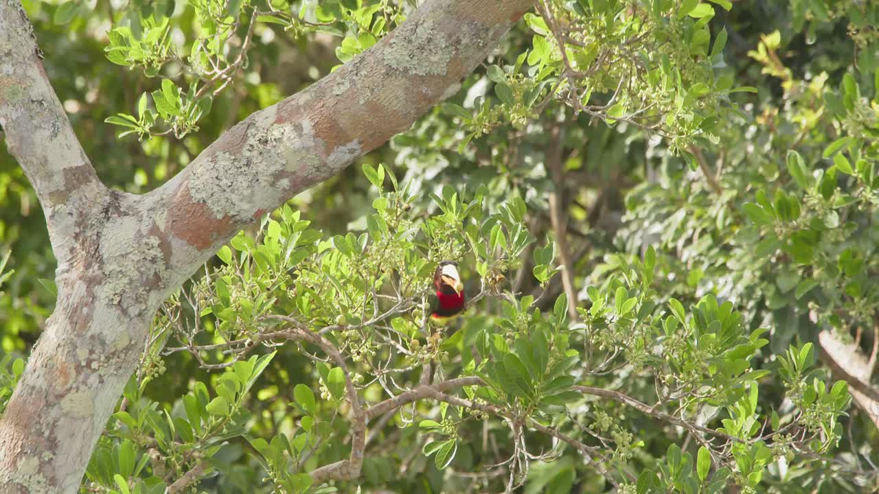 aracari de pico de marfil come frutas tropicales en la región de tambopata de la cuenca amazónica