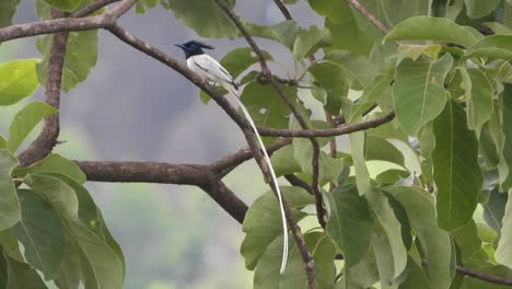 Long-tail-white-bird-UHD-VIdeo-Mp4-4k