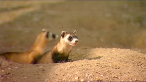 Various-Shots-Of-Ferrets-In-Captivity-2