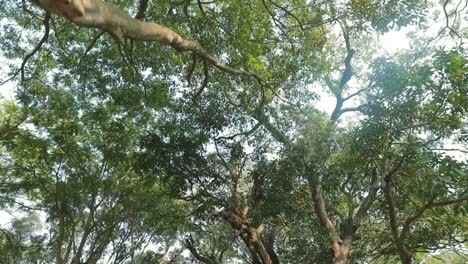 escena con copas de los árboles en el bosque