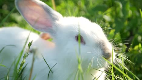 white rabbit in green grass