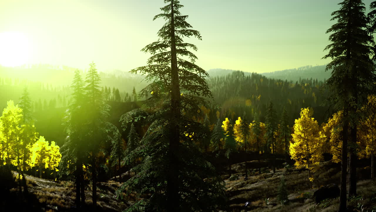 Majestic sunrise over a tranquil forest landscape with vibrant foliage