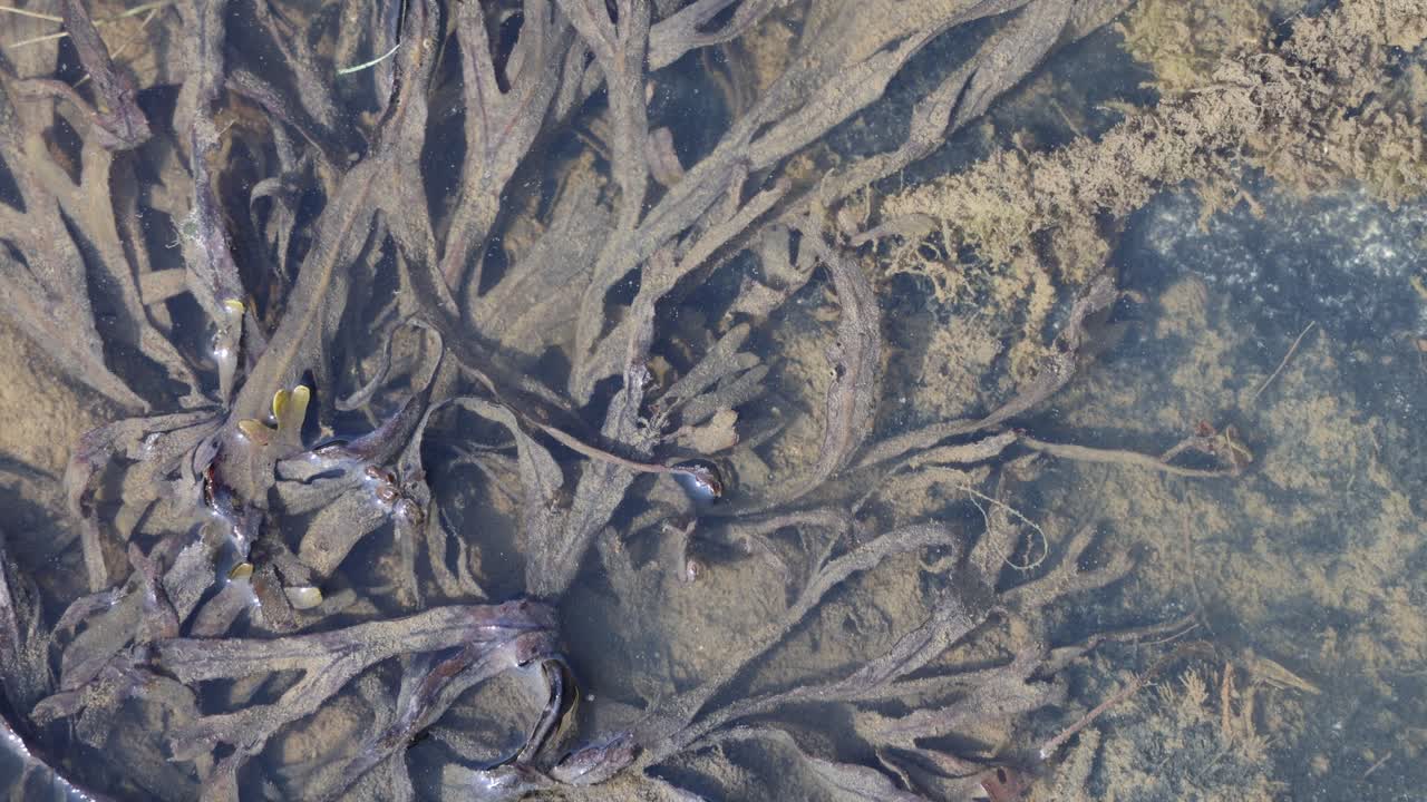 Underwater seaweed algae background with marine wildlife, flat lay