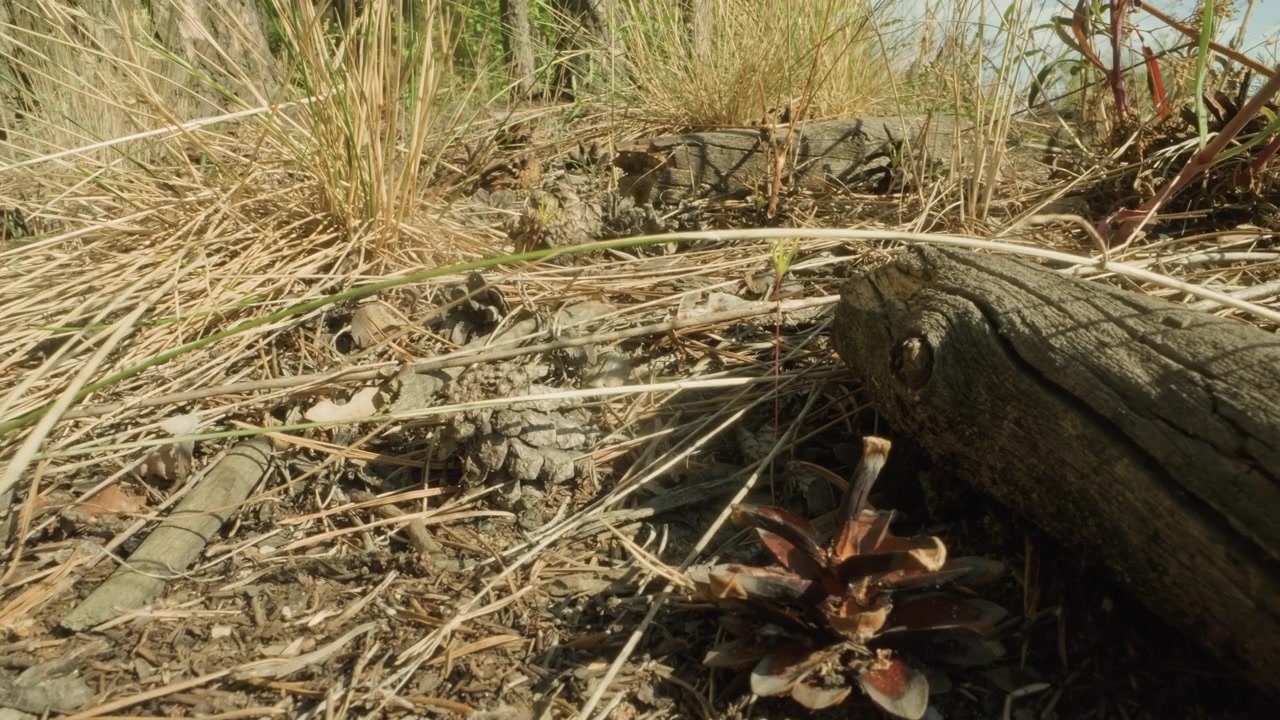 Close-up View of Forest Floor with Dry Grass, Pine Cones, and Wood