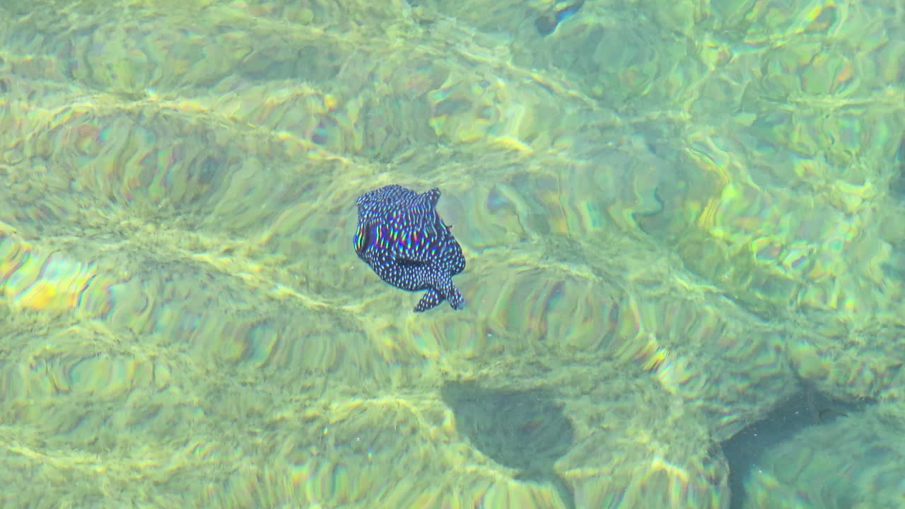 Spotted boxfish swimming in clear tropical water over sunlit sandy bottom, exploring marine wildlife in shallow currents of Baja California, Mexico