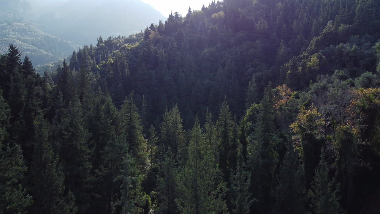 alberi nella splendida natura di montagna