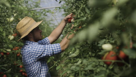 farmer harvesting tomatoes in greenhouse