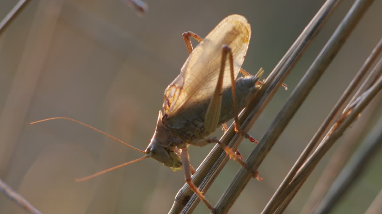 Bush cricket in late autumn evening light chirping on grass stem