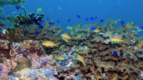 colorful marine fishes and exquisite corals on the reef