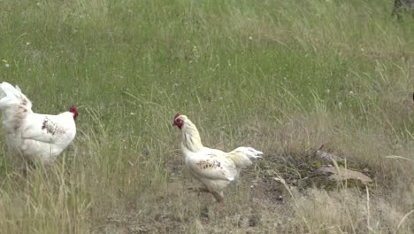 Auf-Natürlichen-Offenen-Bauernhof-Wildtiere-Gesunde-Hühner-Hähne-Und-Hühner