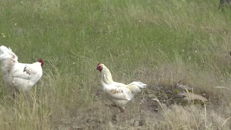 en granja abierta natural vida silvestre pollos sanos gallos y gallinas