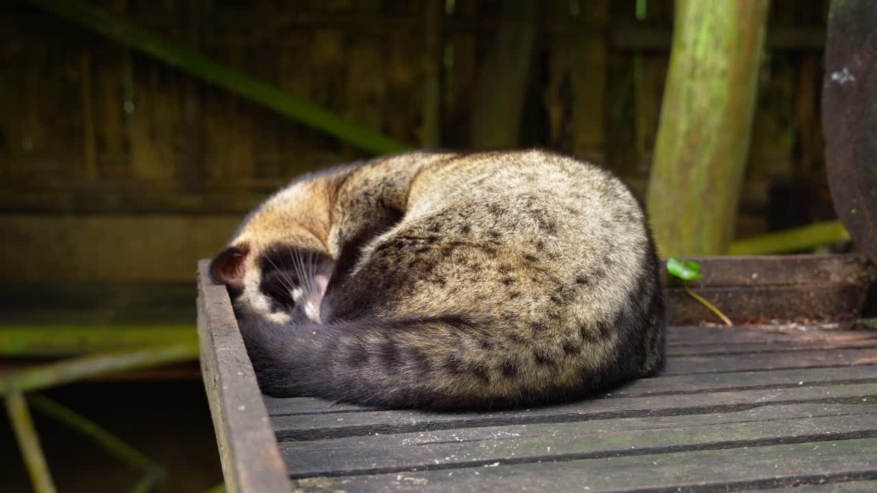 Paradoxurus hermaphroditus Species, Tropical Wildlife, Exotic Creatures