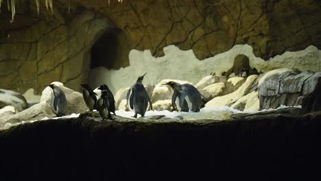 king penguin colony in indoor cave making sounds at each other