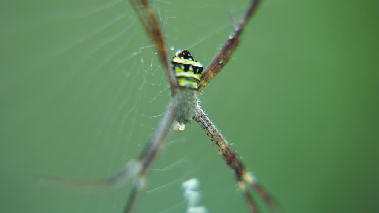 거미는 거미줄을 짜고 그 위에 앉아 먹이를 기다립니다