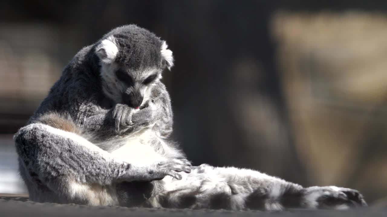 el lémur se sienta y lame su pata delantera