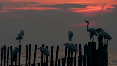 The-Great-Egret,-also-known-as-the-Common-Egret-or-the-Large-Egret