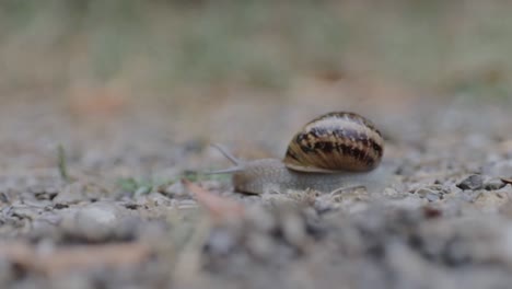 snail crawling on the ground