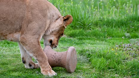 african lioness playing with enrichment toy