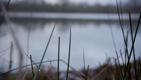 Ruhige-Seeszene-Mit-Gras-Im-Vordergrund