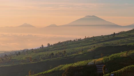 view over indonesian tobacco plantations during a sunrise with pink glow