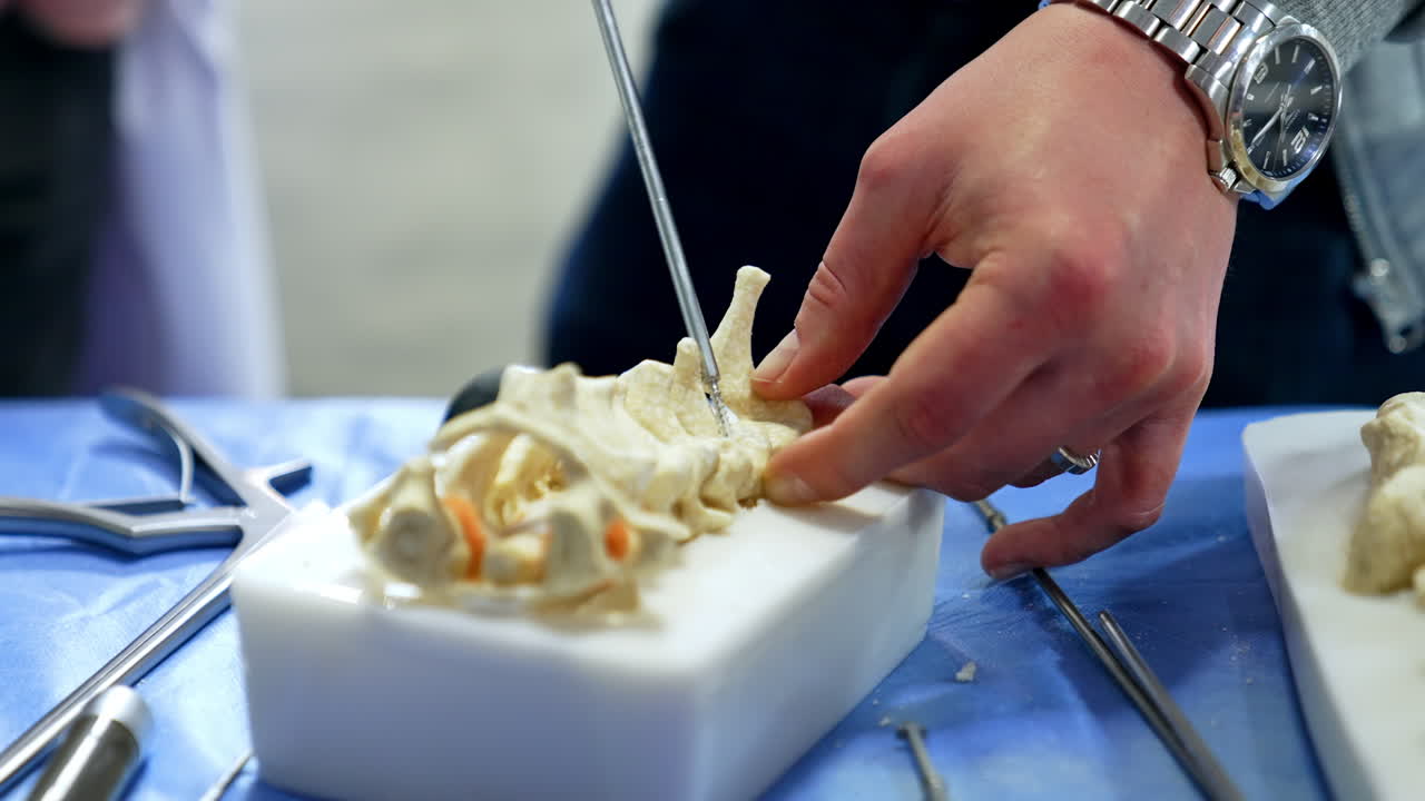 Unrecognized male hand wearing a wristwatch holds a model of spine. Metal tool is screwed into the dummy. Neurosurgery practice. Close up.