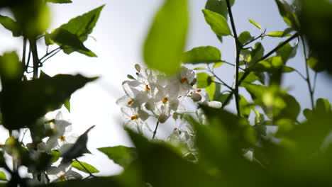 Filmische-Pfanne-Mit-Weißen-Blumen-In-Der-Sonne