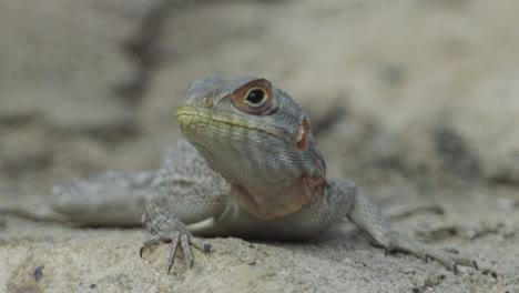 Vista-Frontal-Del-Lagarto-De-Cola-Espinosa-En-Suelo-Rocoso-En-Madagascar-Girando-La-Cabeza