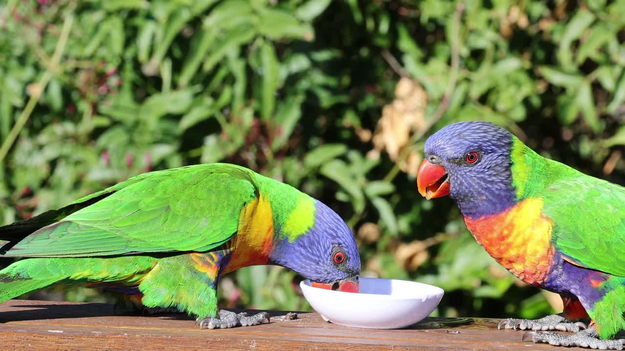 여러 무새 들 이 그 에서 함께 먹고 있다