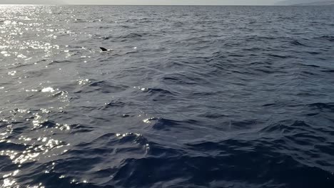 Whale-watching-in-Tenerife-Canary-Islands-from-a-boat