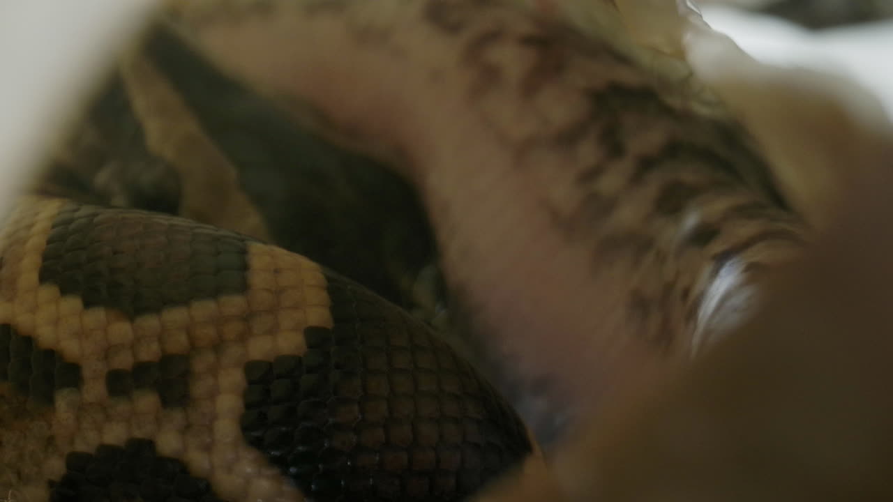 детеныш питона-змеи внутри яйца в процессе вылупления