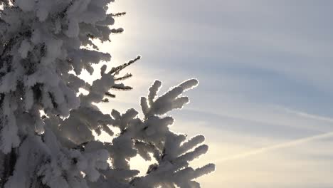 inclinación lenta hacia abajo sobre el hermoso árbol cubierto de nieve silueteado en invierno