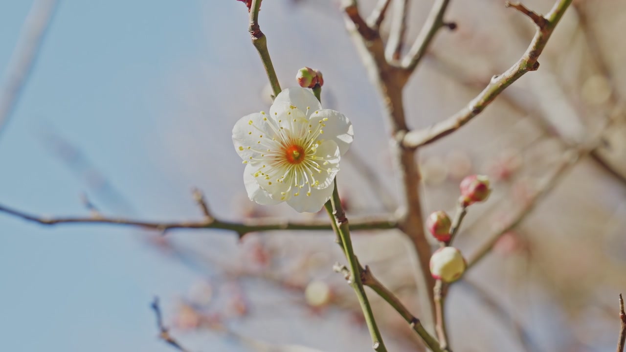 Primo piano statico di un singolo fiore di susino bianco sbocciato con stami giallo-arancio, rami spogli e boccioli rosa delicatamente sfocati sullo sfondo, su un bokeh di cielo azzurro tenue, un delicato dettaglio di inizio primavera.