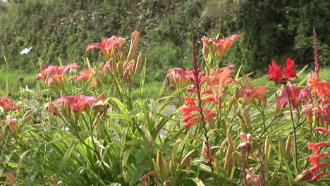 stock footage flowers in bloom