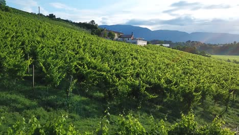 Vineyards-with-rural-houses-in-Italy-during-a-sunny-summer-day