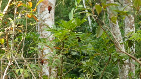 Static-shot-of-red-black-birds-perched-in-green-plant-of-forest-during-bright-sunny-day