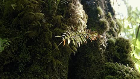 Macro-close-up-of-a-beautiful-small-plant-growing-out-of-a-tree-trunk-in-the-Hoh-Rainforest-of-Olympic-National-Park-in-Washington-State,-USA-on-a-summer-morning