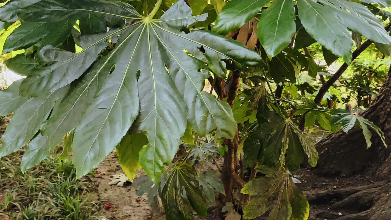 close up of lush large leaves in shady garden with earthy textures