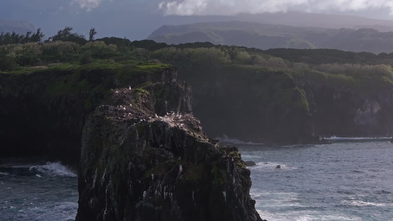 Vista aerea di alte guglie di roccia basaltica erose e piene di uccelli al largo della costa nord di Maui, Hawaii.