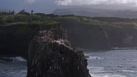 Aerial-view-of-tall-eroded-basaltic-rock-spiers-filled-with-birds-off-north-coast-of-Maui,-Hawaii