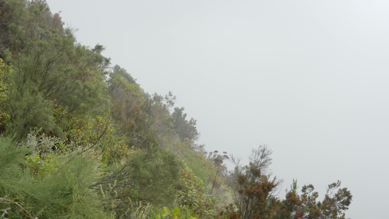 녹색 숲 산에서 회색 복사 공간 안개로  ⁇  촬영