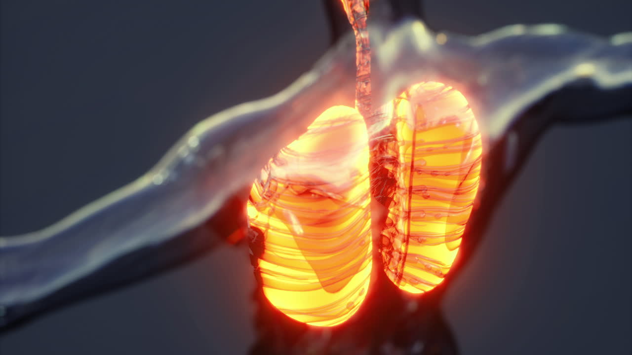 Understanding human lung anatomy through detailed visual representation