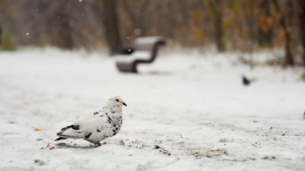 눈 인 땅 위에서 다른 비둘기들과 함께 걸어다니는 얼룩진 비둘기, 그리고 천천히 내리는 눈, 조용한 겨울 풍경을 만니다.