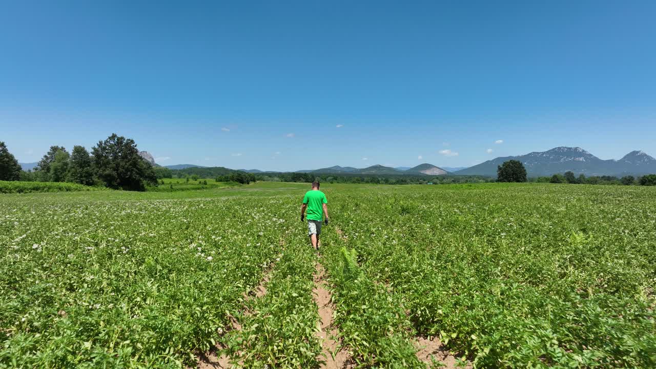 Rearview tracking follows man walking down path of field with parallel crop lines leading to a tree line under clear skies