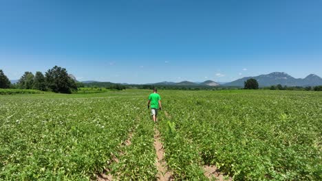 rearview tracking follows man walking down path of field with parallel crop lines leading to a tree line under clear skies