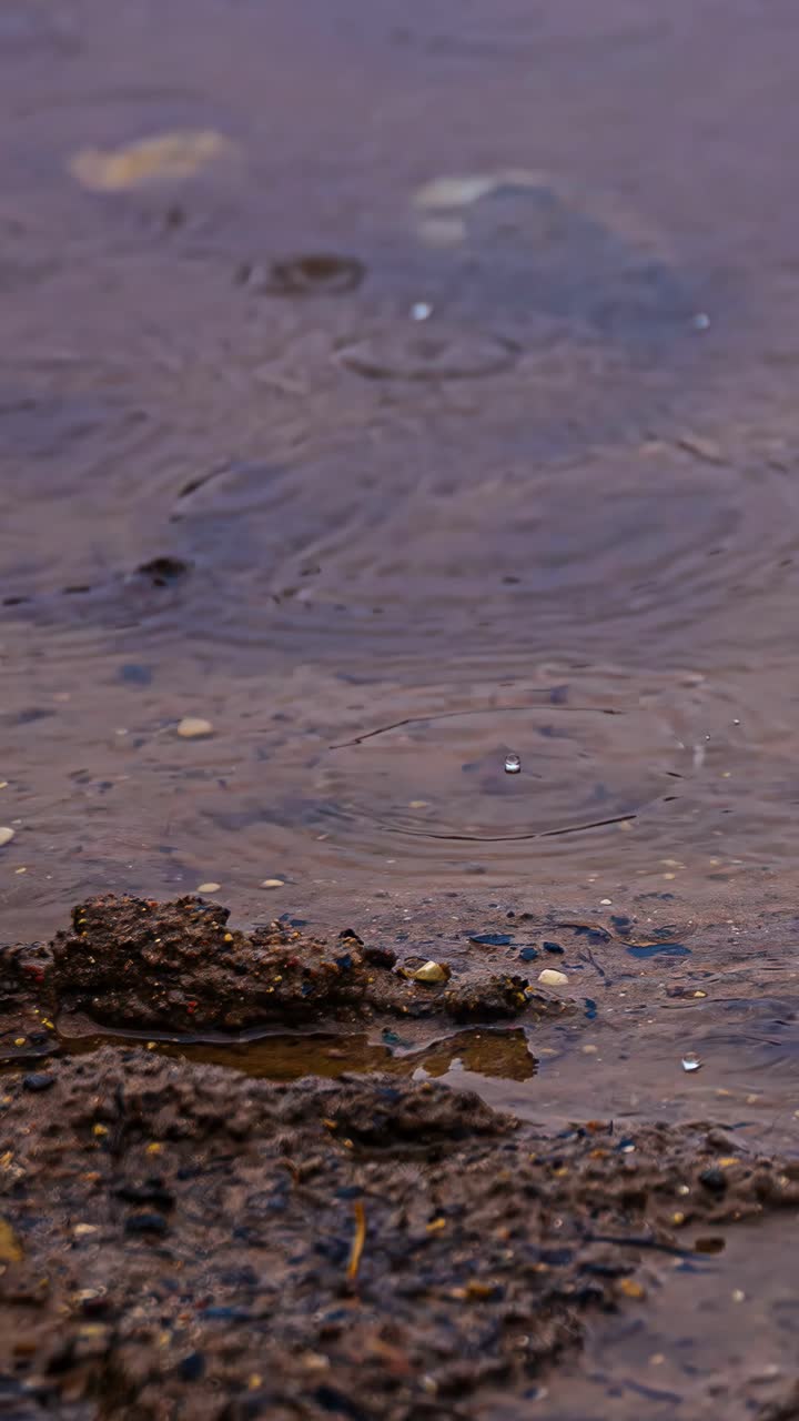 Close details of muddy riverbank with water ripples and small stones in shallow water, mussel floats and moves